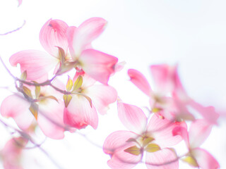 Obraz premium 透き通ったハナミズキの花びら。透明感。ふんわり感。やわらかいソフトフォーカスとボケの背景。満開のハナミズキのある公園のイメージ素材。