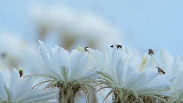 Bees pollinate white flowers 