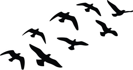 Obraz premium Birds Flying Silhouettes
