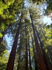 Fototapeta premium Tall Trees in Muir Woods National Monument near San Francisco, California