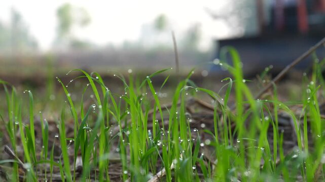 A blurry image shows a tractor working in a rice field, preparing the soil (concept).