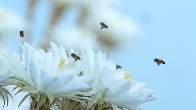Bees gathering nectar from white flowers.