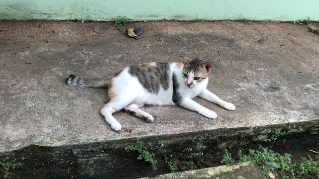 A fat calico cat with white, brown, and grey patches rests on a concrete surface, happy lazy day.