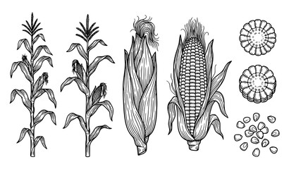 Corn outline sketch vector set – sweetcorn plant, cob, and kernels illustration © MstBabli