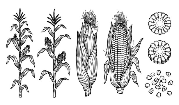 Corn outline sketch vector set &ndash; sweetcorn plant, cob, and kernels illustration