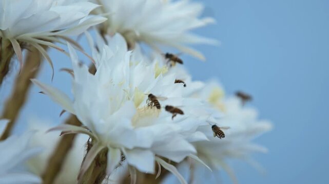 Bees pollinating white flowers in soft sunlight.