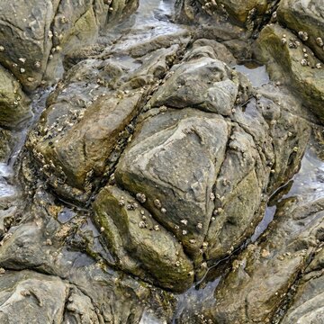 Close-up of weathered rocks with barnacles and water, natural texture.