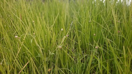 Fototapeta premium Fresh Green Grass with Tiny Wildflowers, Natural Background Texture