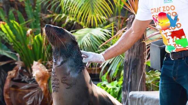 Trainer feeding and petting a sea lion at a zoo during a show showing animal interaction.