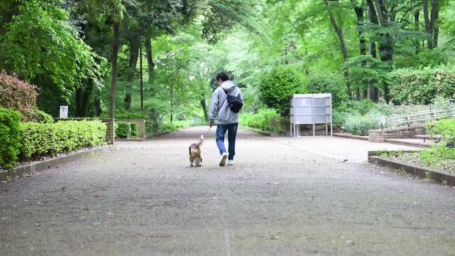 ビーグルを飼う男性、犬と散歩する笑顔ポートレート、動物との暮らしのライフスタイル　躾や訓練のイメージの顔無しの後ろ姿の動画