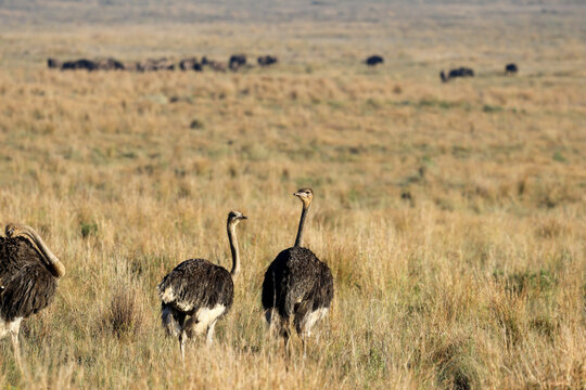 View of ostriches standing in the dry savanna grass with a herd of wildebeest grazing in the background Waterberg District Municipality, Limpopo, South Africa.