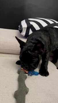 An authentic and playful black French bulldog puppy chews on a blue rubber bone toy on a modern white sofa. Perfect for pet care and animal wellness content.