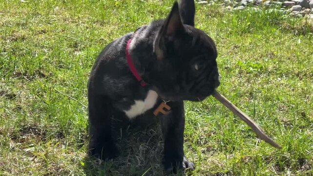 An authentic moment of a young French bulldog playing and chewing on a stick in a sunny backyard. Ideal for pet care, wellness, and animal behavior content.