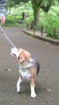 ビーグルを飼う男性、犬と散歩する躾や訓練のイメージの縦動画　注目させるアイコンタクト ニコニコと笑うご機嫌な犬