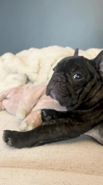 A cinematic close up of a cute brindle French bulldog puppy relaxing and blinking on a cozy bed. Authentic pet wellness and home lifestyle concept.