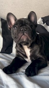 A cute black French bulldog puppy with white chest markings looks curiously at the camera while relaxing on a bed. Authentic pet lifestyle content for wellness and home decor themes.