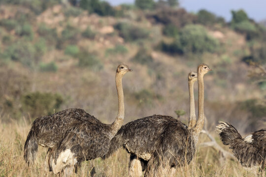 View of three ostriches standing in the tall grass of the savanna with a hilly landscape in the background Waterberg District Municipality, Limpopo, South Africa.