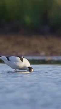 An avocet wades through shallow waters, dipping its beak to forage as daylight breaks. Ideal for wildlife documentaries and educational content.