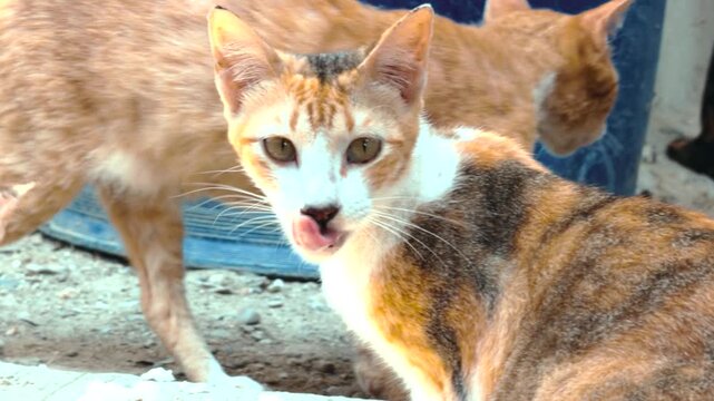 Group of stray cats eating food on concrete ground outdoors in close-up view. &middot; 4K DCI 25fps