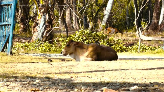 A brown water buffalo lying down and resting on dry ground in a tropical farm with trees and vegetation in background. &middot; 4K DCI 25fps