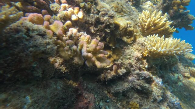 Snorkelling footage showcasing vibrant hard coral formations and crystal-clear turquoise waters at Sunset Beach, Mahe, Seychelles