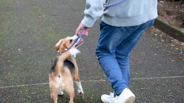 ビーグルを飼う男性、犬と散歩する躾や訓練のイメージの顔無しの動画　注目させるアイコンタクト ニコニコと笑うご機嫌な犬のスローモーション