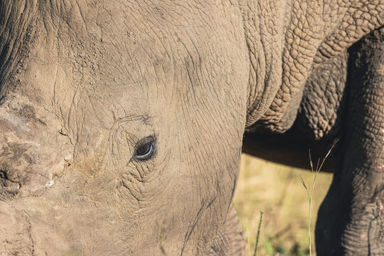 View of a rhinoceros showing detailed skin texture and a clear eye in Waterberg District Municipality, Limpopo, South Africa.