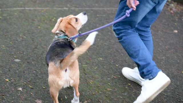 ビーグルを飼う男性、犬と散歩する躾や訓練のイメージの顔無しの動画　注目させるアイコンタクト ニコニコと笑うご機嫌な犬