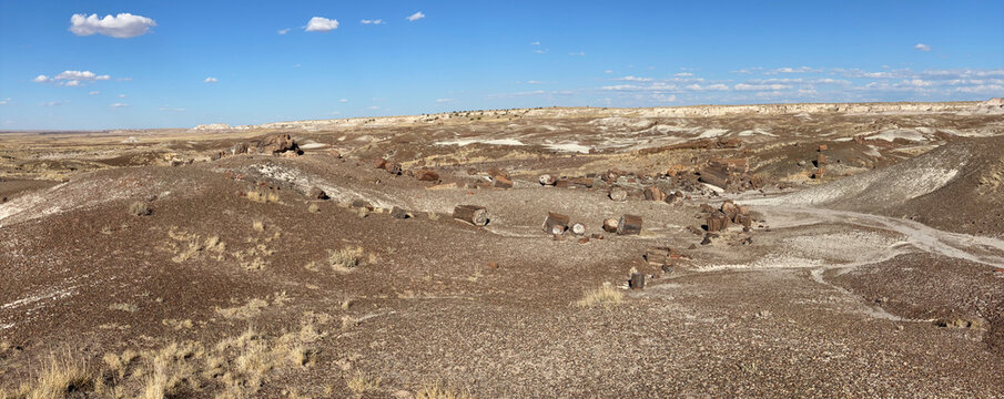 Crystal Forest at Petrified Forest National Park in Arizona. Late Triassic, downed trees were covered by volcanic ash. Silica formed quartz crystals which replaced organic matter petrifying the wood.