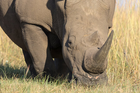 View of a white rhinoceros grazing in the tall yellow grass of the savanna in Waterberg District Municipality, Limpopo, South Africa.