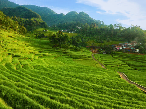 paddy rice field in Indonesia