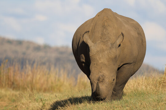 View of a large rhinoceros walking through the dry grass of the savanna with hills in the background under a soft light Waterberg District Municipality, Limpopo, South Africa.