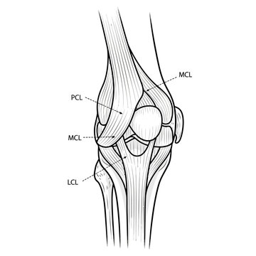 Medical illustration of human knee joint anatomy with labeled ligaments side view