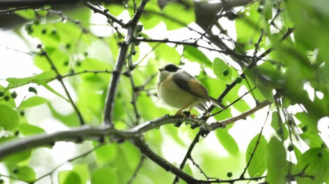 Cute small songbird perching on a tree branch among lush green foliage against a bright natural background