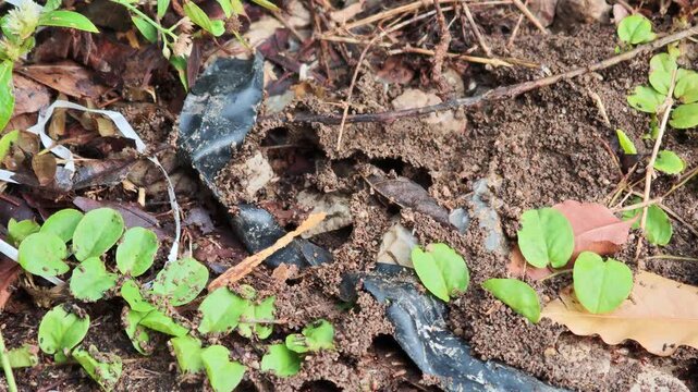 A termites on the ground
