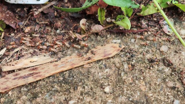 A termites on the ground