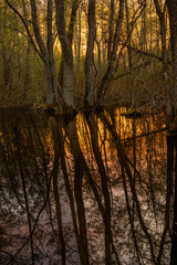 Fototapeta premium Stockholm, Sweden The Kyrksjolotens nature reserve near a small lake in the Bromma suburb at sunrise.