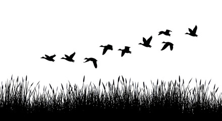 Silhouette of Geese Flying in Formation Over Tall Grass Field © Mangga