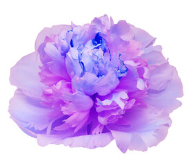 Fototapeta premium Peony flower on isolated background with clipping path. Closeup. For design. Transparent background 