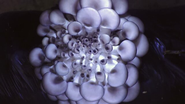 Time lapse of oyster mushrooms growing in a large cluster. Top view of Pleurotus ostreatus fungal development. Dynamic expansion of edible organic mushrooms.