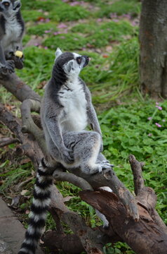 ring tailed lemur