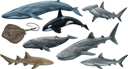 Marine Life Vector Illustration Set Featuring Great White Shark Whale Shark Orca Blue Whale Hammerhead and Stingray for Ocean Conservation and Marine Biology Educational Designs © MdMojnu