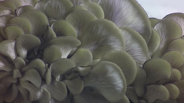 Time lapse of oyster mushrooms growing. Macro shot of Pleurotus ostreatus fungal development. Organic mushroom cluster expanding on white background.