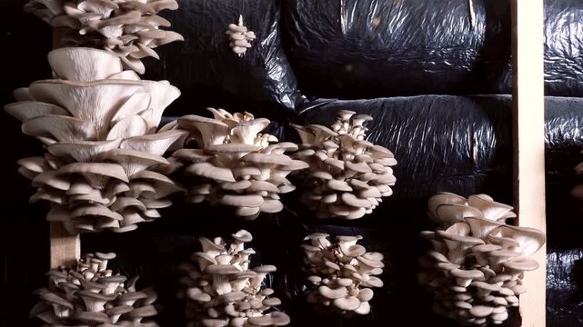 Time lapse of oyster mushroom farm room. Large scale cultivation of organic fungi in bags. Sustainable technology for growing eco-friendly healthy food in industrial indoor facility.