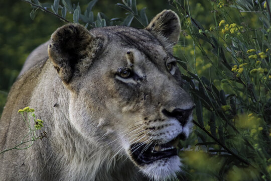 View of a lioness peering through dense green foliage and yellow wildflowers in the bushveld of Thabazimbi, Limpopo, South Africa.