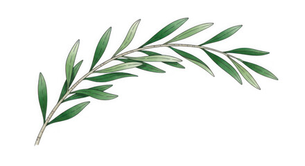 Obraz premium 3d olive branch with green leaves isolated on transparent background