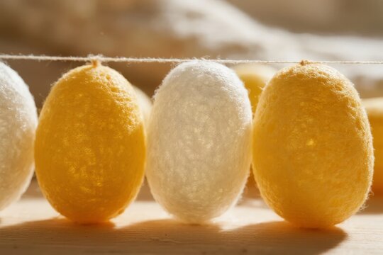 Row of yellow and white silk cocoons hanging on a string, close-up view