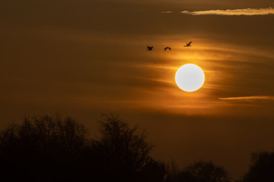 View of cranes flying across a large glowing sun at sunset over the Rehden Geest Moor with silhouetted trees Diepholz, Lower Saxony, Germany.