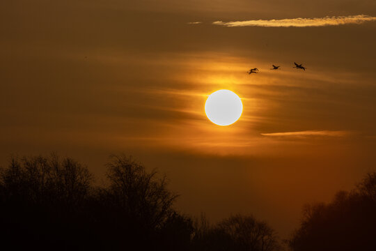 View of cranes flying across a bright setting sun over the silhouetted trees of Rehden Geest Moor in Diepholz, Lower Saxony, Germany.