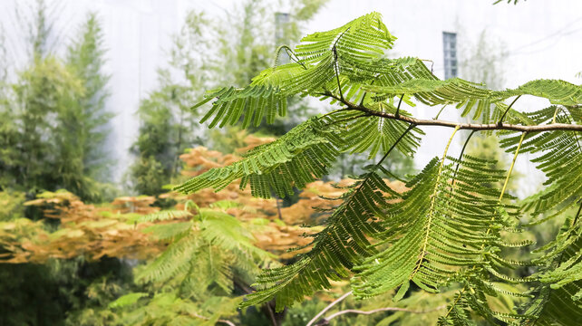 Close-up of vibrant, feathery green compound leaves and branches of a young tree (possibly a species of Albizia or Acacia), with lush green foliage and light brown autumnal hues.